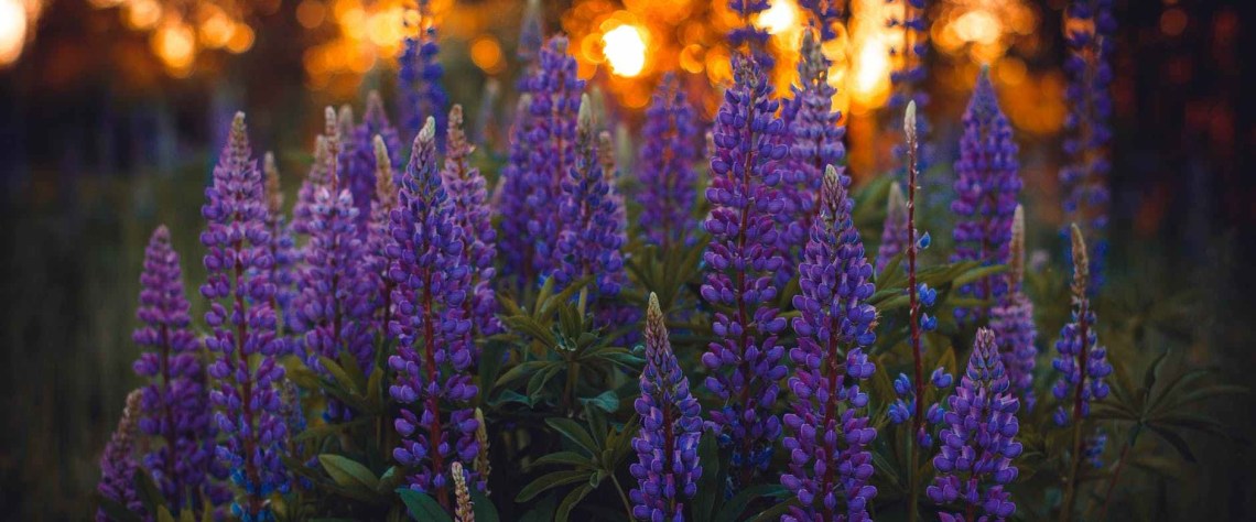Grape hyacinths, blooming at dusk.