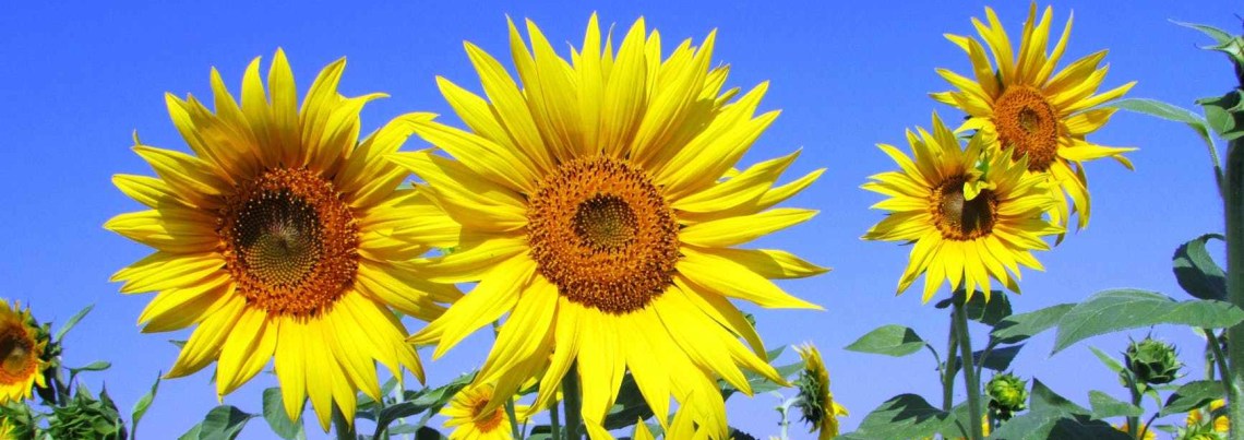 Sunflowers in full bloom against a bright, clear blue sky.