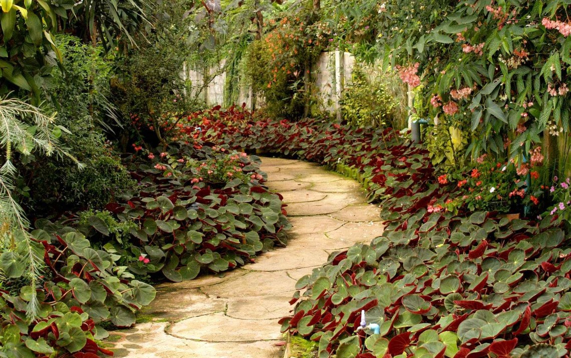 A path through a garden