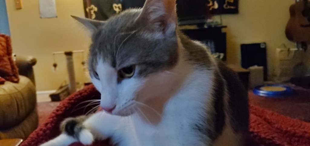 Catticus, curled up on my lap, after I got home from RavenCon.